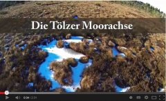 Video Moorachse