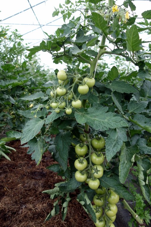 Grossansicht in neuem Fenster: Tomaten - Biotop